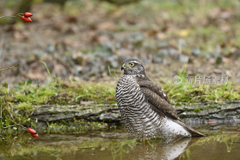 雌雀鹰(Accipiter nisus)